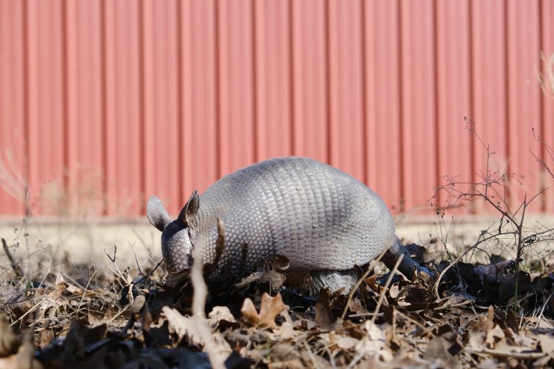Armadillo Removal