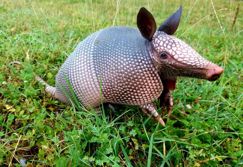 Armadillo Removal