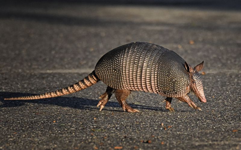Armadillo Removal