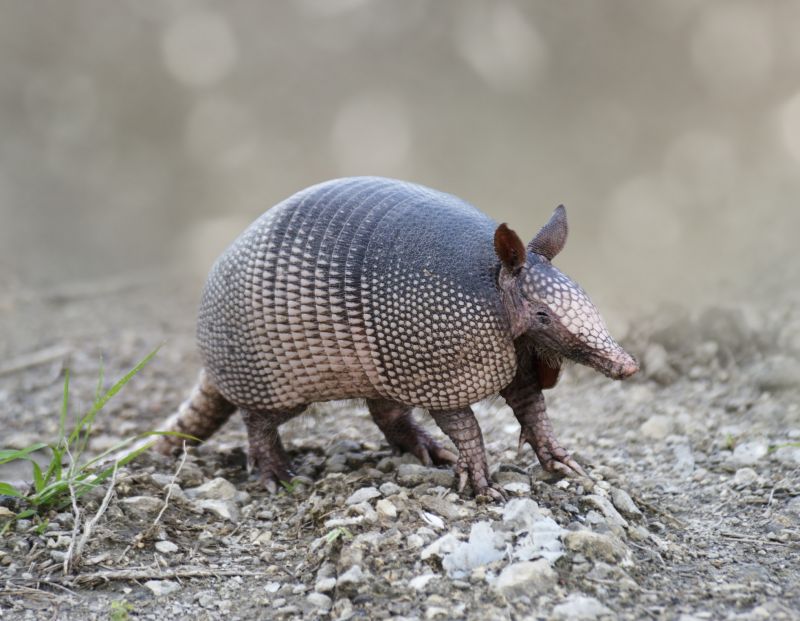Armadillo Removal