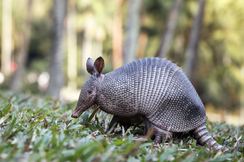 Armadillo Removal