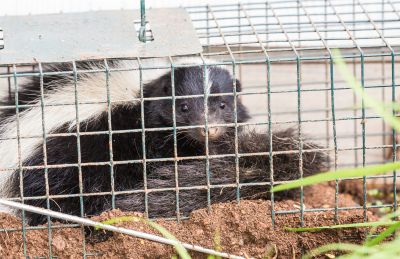 Common Animals Removed By Professional Wildlife Control Services