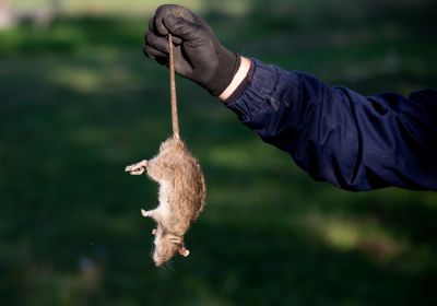 Cost of Armadillo Removal — Cost of Armadillo Removal