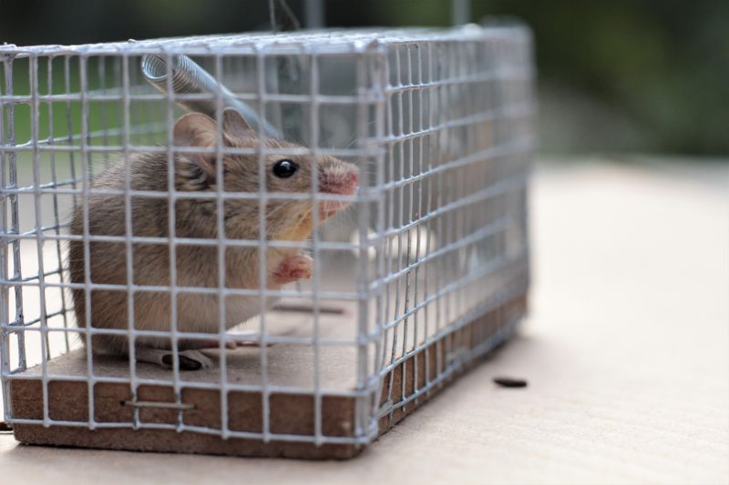Cost of Armadillo Removal — Cost of Armadillo Removal