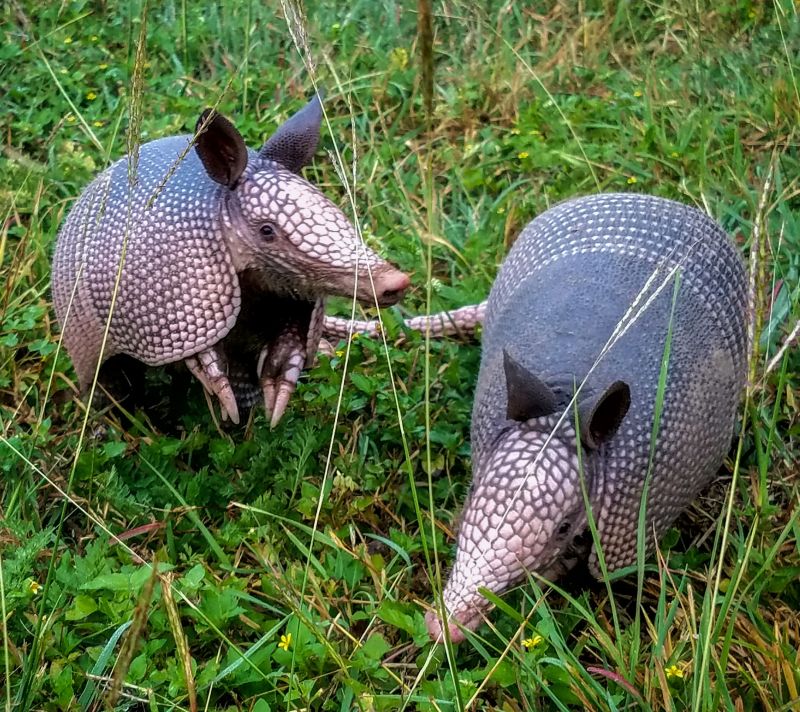 Prevent Armadillo Holes In Yards