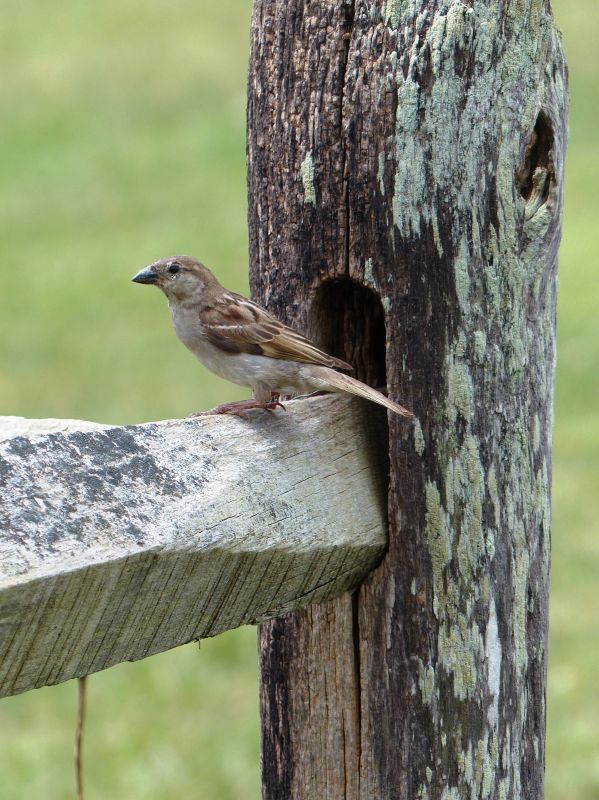 Seasonal Wildlife Issues Homeowners Should Watch For