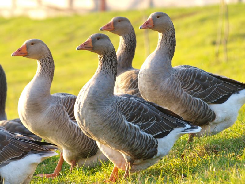 Seasonal Wildlife Problems For Homeowners