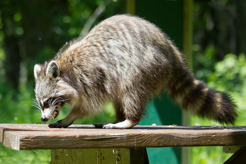 Signs Wildlife Has Moved Into Your Attic, Walls, Or Crawl Space