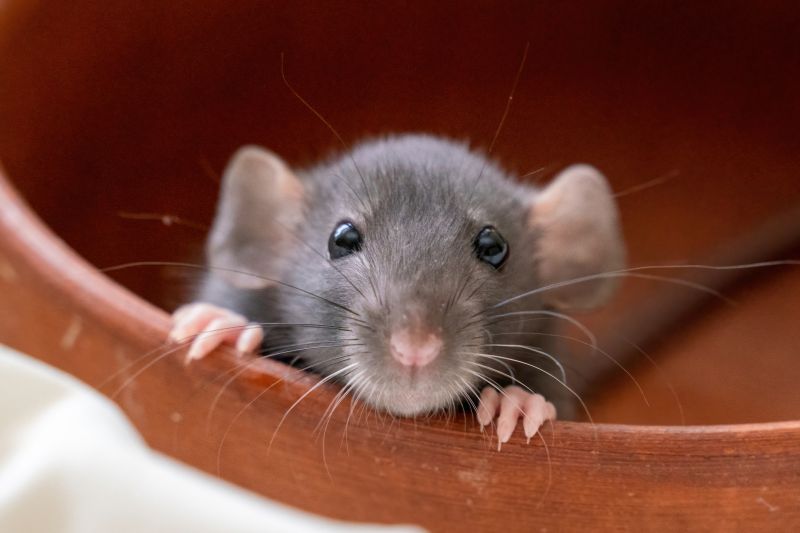 Signs Your Commercial Property Has A Small Animal Issue