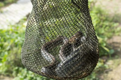 When Diy Wildlife Removal Becomes Risky And Professional Help Is Needed