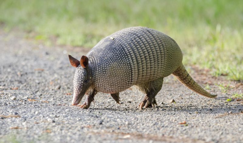 Why Armadillo Burrows Cause Long-Term Yard And Soil Damage